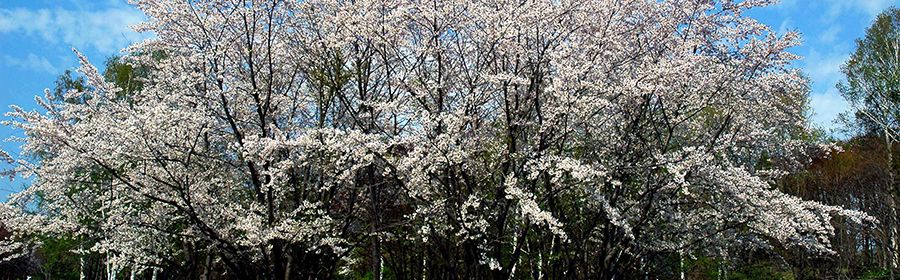 北海道 真駒内公園 お花見スポット