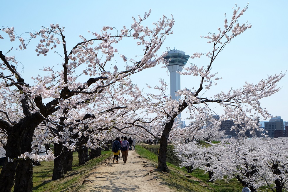 北海道 五稜郭公園 お花見スポット