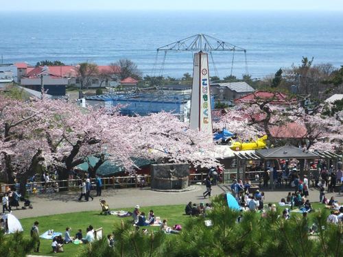 北海道 函館公園 お花見スポット
