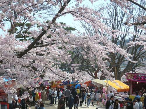 北海道 函館公園 お花見スポット