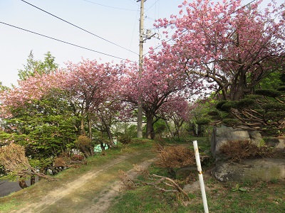北海道 小樽公園 お花見スポット