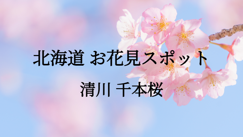 北海道 清川 千本桜 お花見スポット