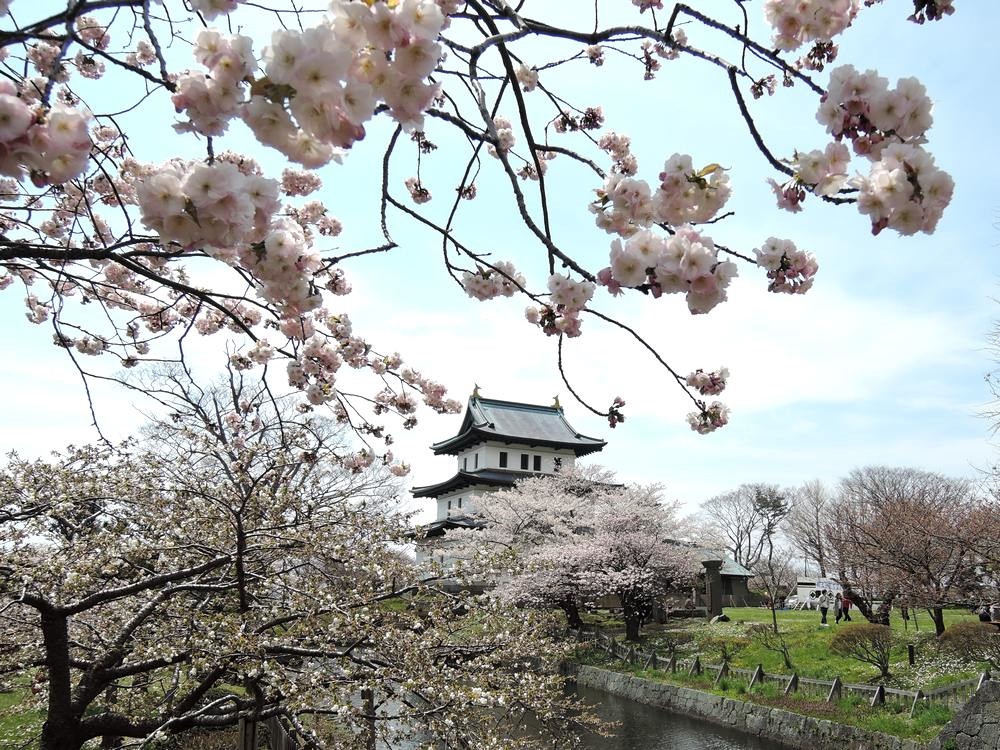 北海道 松前公園 お花見スポット