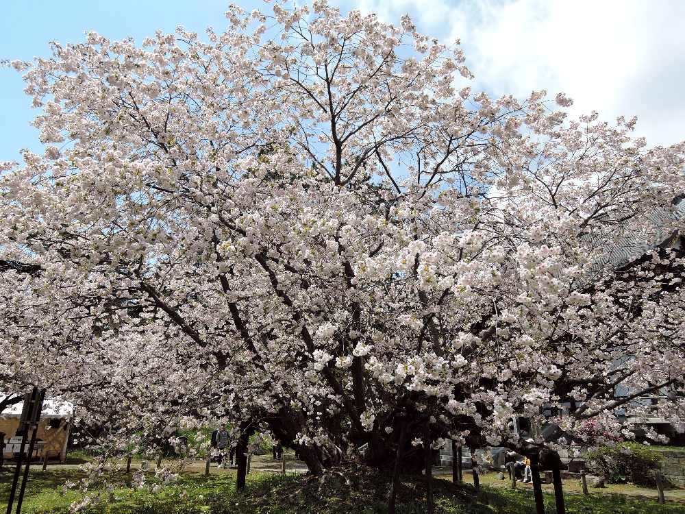 北海道 松前公園 お花見スポット