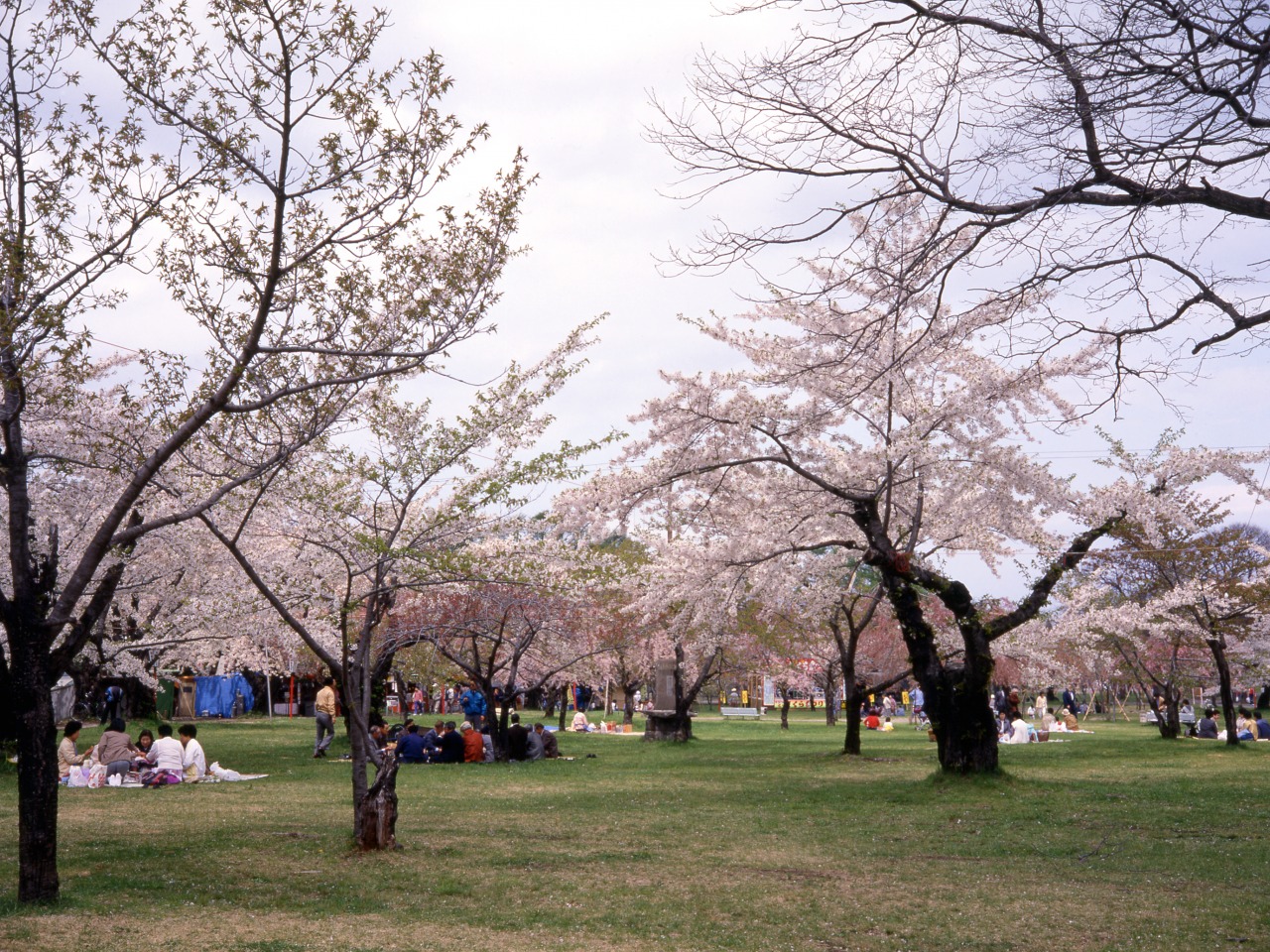 北海道 青葉ヶ丘公園 お花見スポット