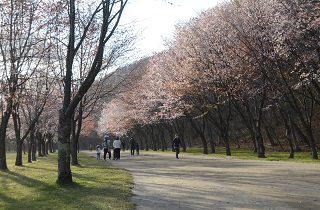 北海道 苫小牧市緑ヶ丘公園 お花見スポット
