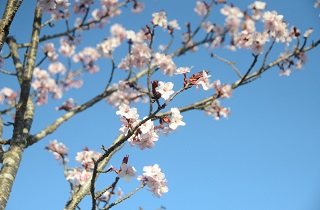 北海道 苫小牧市緑ヶ丘公園 お花見スポット