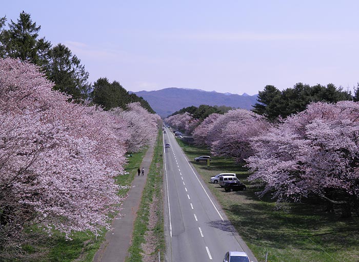 北海道 二十間道路の桜並木 お花見スポット