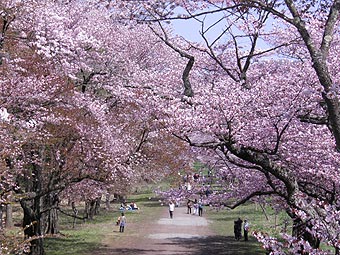 北海道 二十間道路の桜並木 お花見スポット