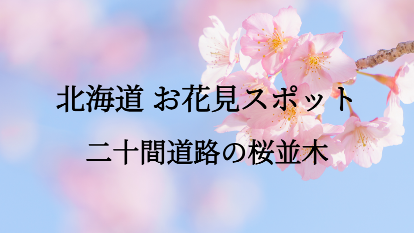 北海道 二十間道路の桜並木 お花見スポット