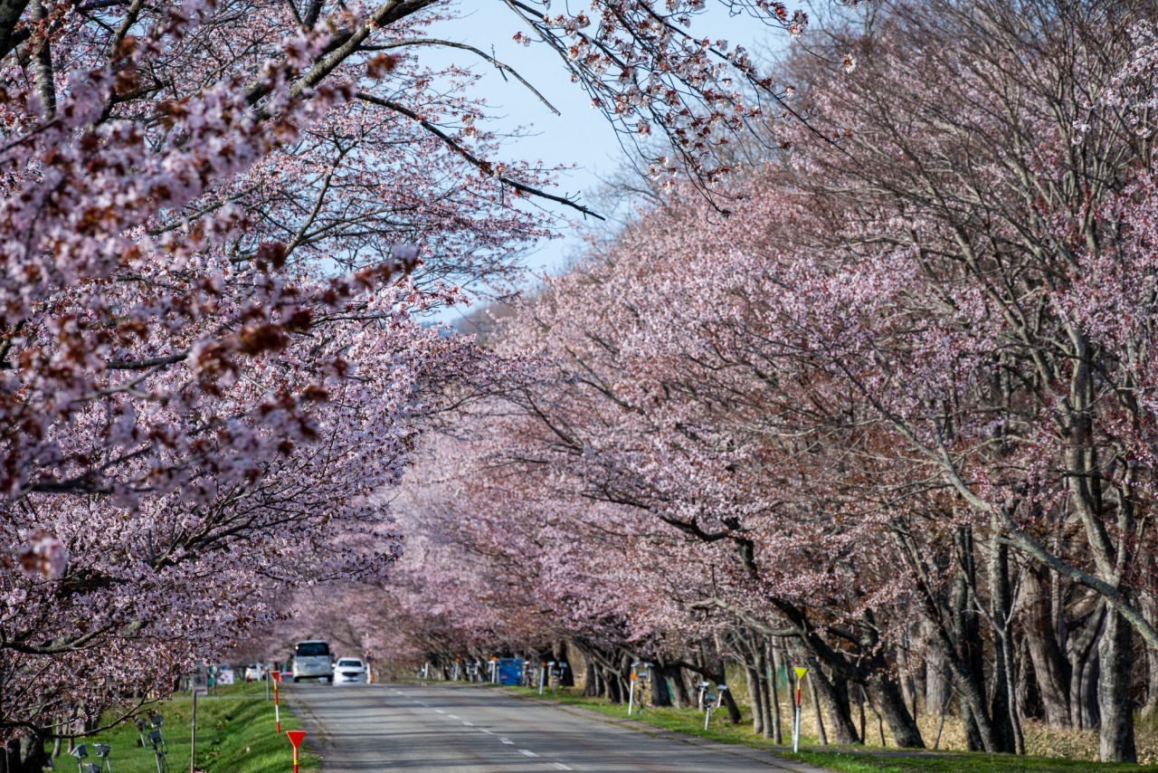 北海道 優駿さくらロード お花見スポット