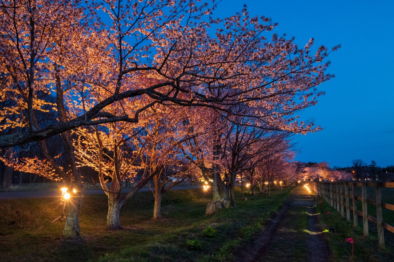 北海道 優駿さくらロード お花見スポット
