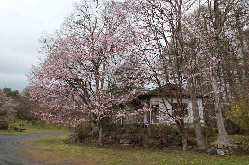 北海道 有珠善光寺 自然公園 お花見スポット