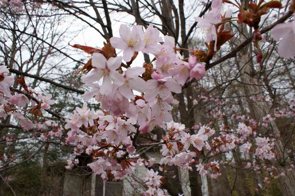 北海道 有珠善光寺 自然公園 お花見スポット