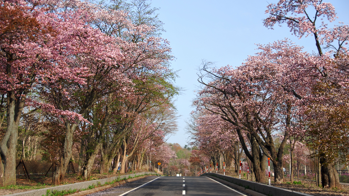 北海道 登別桜並木 お花見スポット