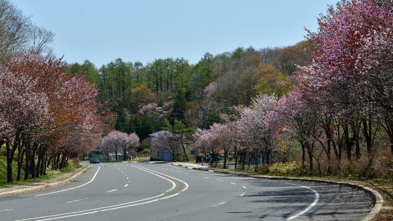 北海道 登別桜並木 お花見スポット