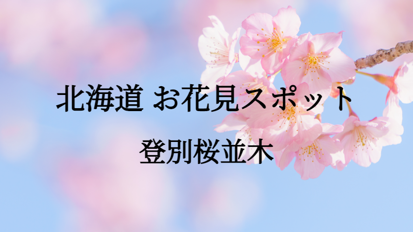 北海道 登別桜並木 お花見スポット