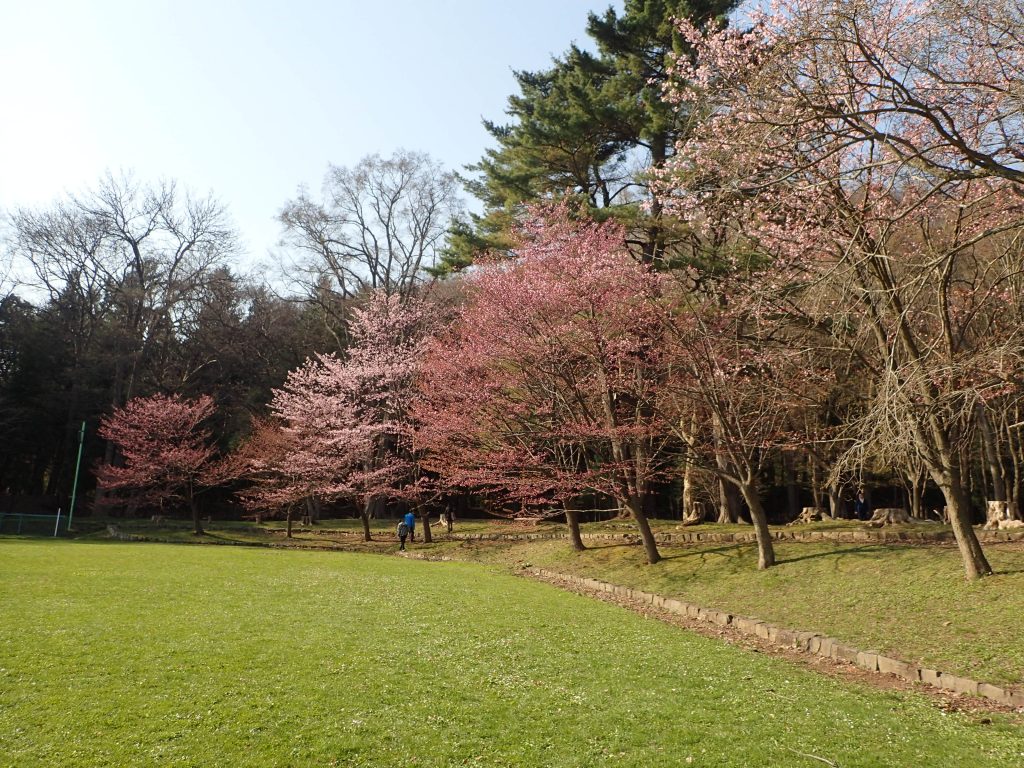 北海道 北海道神宮(円山公園) お花見スポット