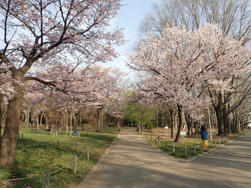 北海道 北海道神宮(円山公園) お花見スポット