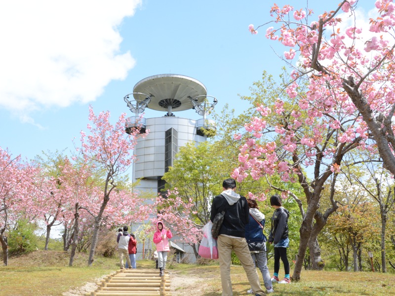 北海道 美唄市東明公園 お花見スポット