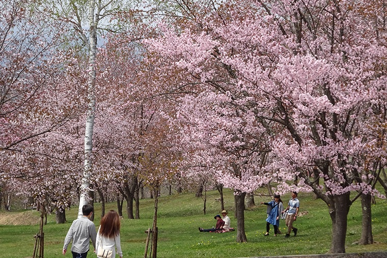 北海道 旭ケ丘公園 お花見スポット