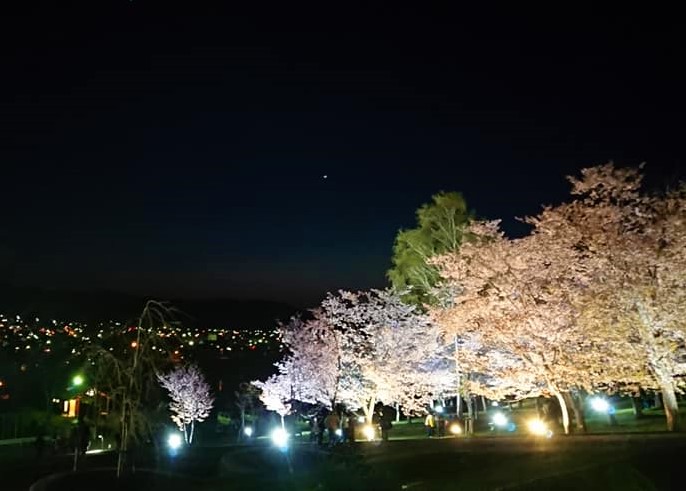 北海道 旭ケ丘公園 お花見スポット
