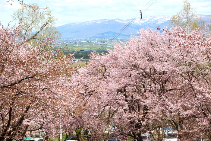 北海道 旭山公園 お花見スポット