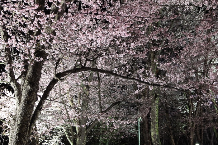 北海道 旭山公園 お花見スポット