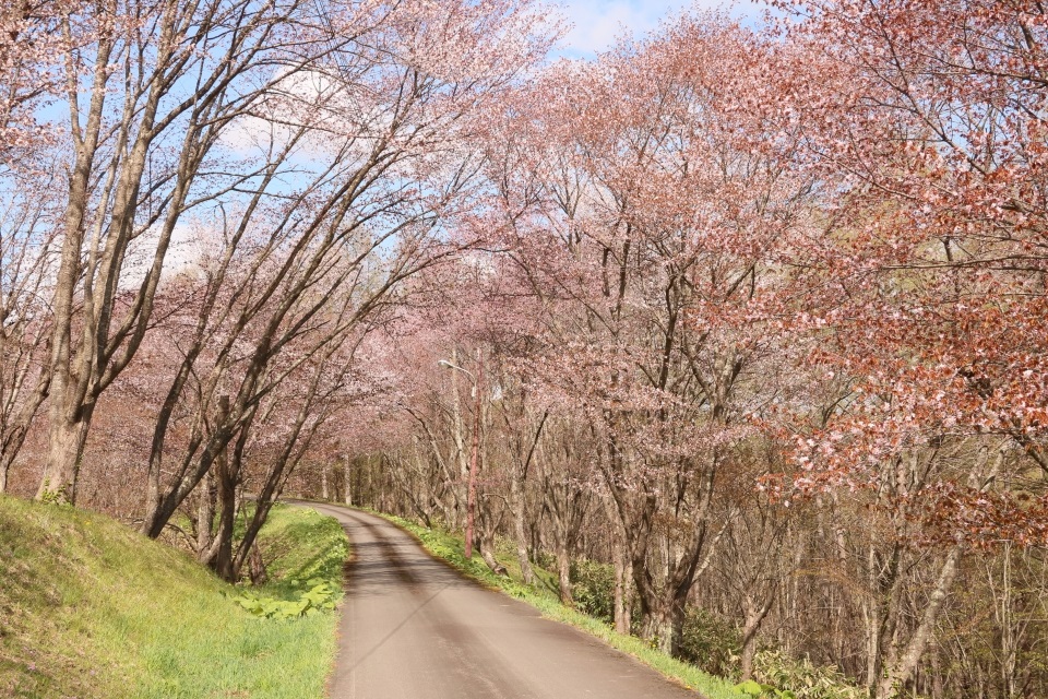北海道 にわ山森林自然公園 お花見スポット