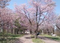 北海道 帯広市緑ケ丘公園 お花見スポット