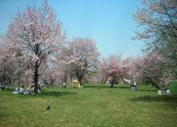 北海道 帯広市緑ケ丘公園 お花見スポット