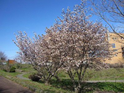 北海道 春採公園 お花見スポット