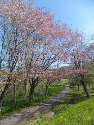 北海道 春採公園 お花見スポット