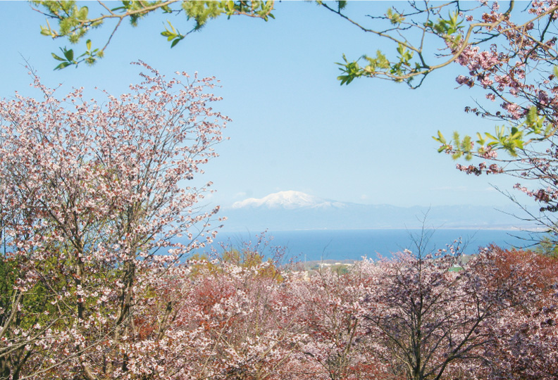 北海道 天都山 お花見スポット